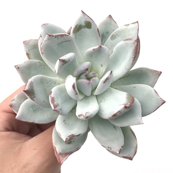 Echeveria 'Ivory' 5" Powdery Succulent Plant