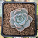 Echeveria sp. 2" Succulent Plant