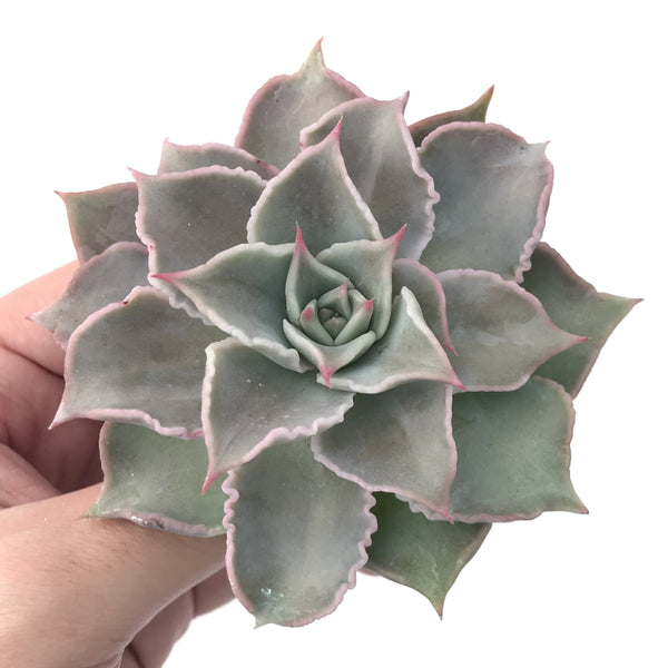 Echeveria 'Madiba' 3" Succulent Plant