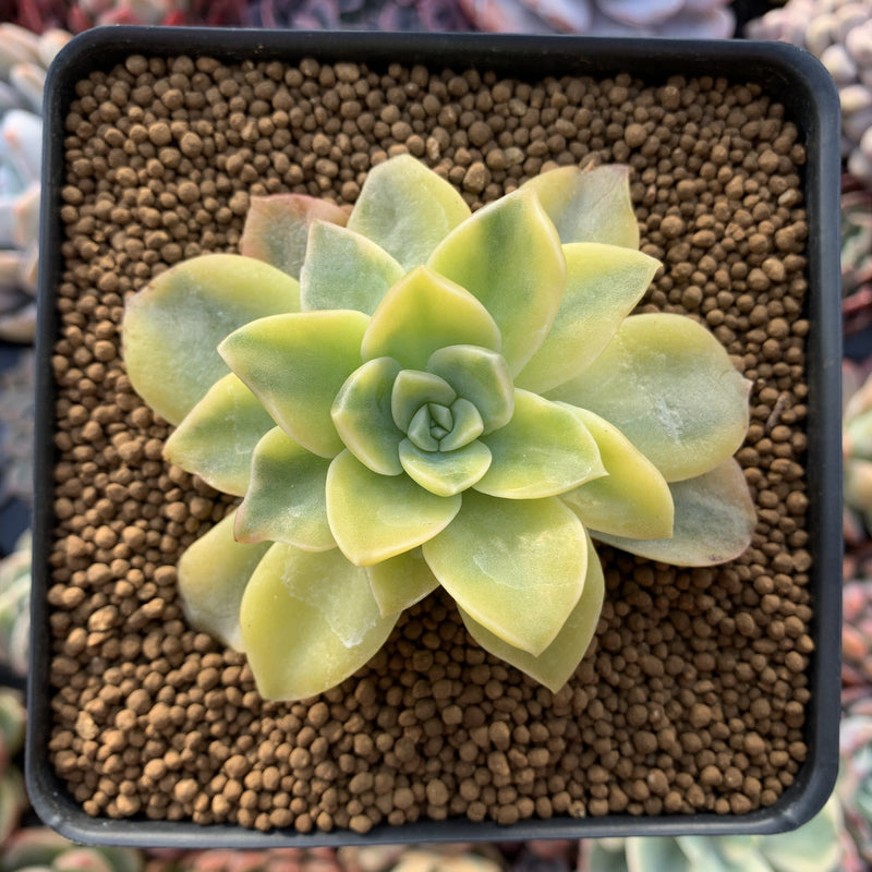 Graptoveria 'Harry Watson' Variegated 2"-3" Succulent Plant