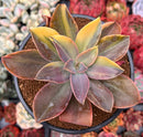 Graptoveria 'Fred Ives' Variegated 3" Succulent Plant