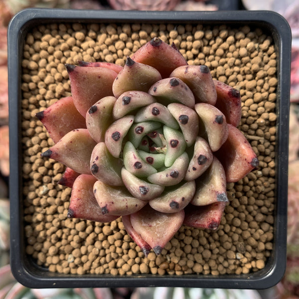 Echeveria Agavoides 'Sarabony' 1"-2" Succulent Plant