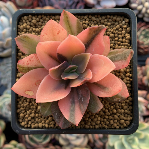 Echeveria 'Hanaikada' Variegated 2"-3" Succulent Plant