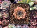 Echeveria sp. 1" Succulent Plant