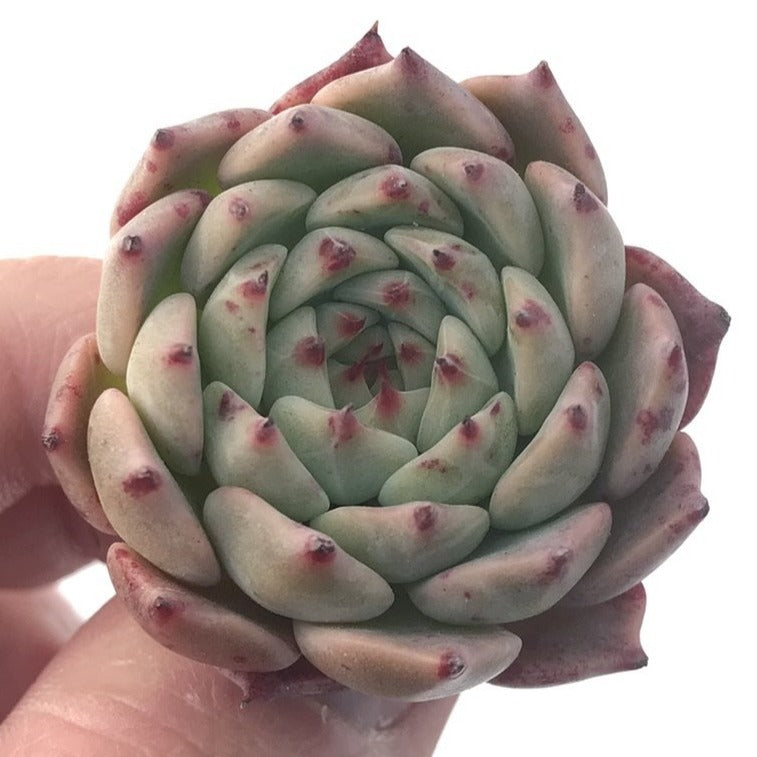 Echeveria 'Zaragoza' Hybrid 1"-2" Succulent Plant