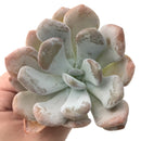 Echeveria 'Amarilli' 2"-3" New Powdery Hybrid Rare Succulent Plant