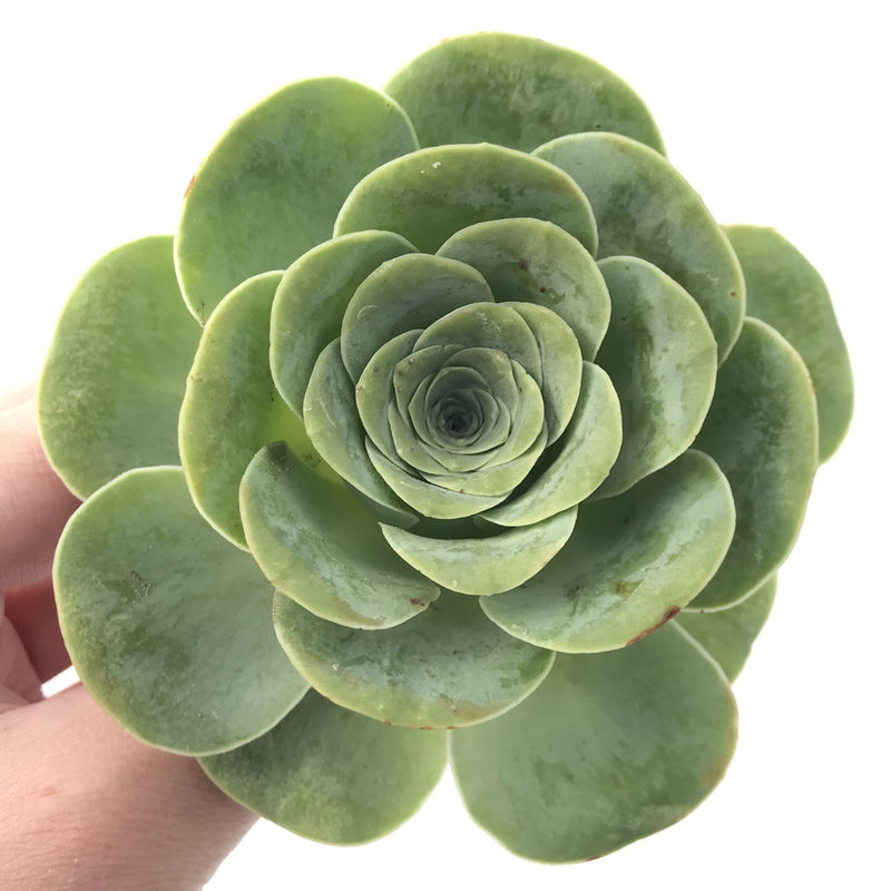 Greenovia Diplocycla Var. Gigantea 3" Succulent Plant