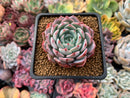 Echeveria 'Shirlyn' 2"-3" Succulent Plant