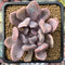 Echeveria 'Cupid' 2" Succulent Plant