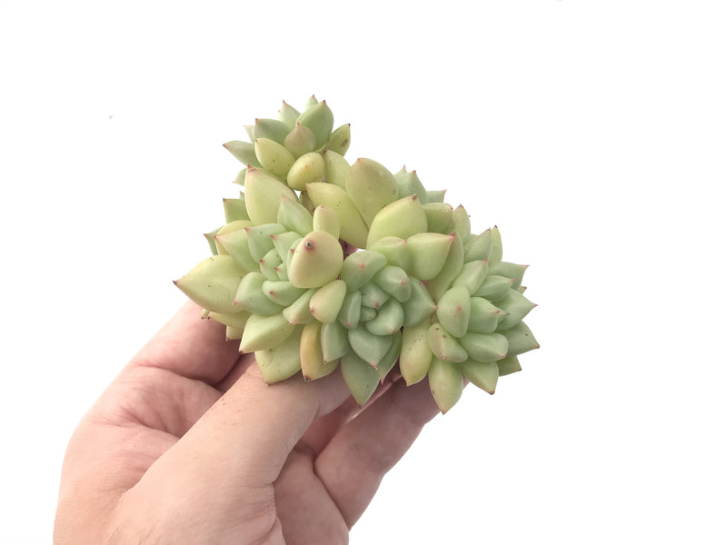 Echeveria 'J.C. Van Keppel' 4" Large Cluster Succulent Plant