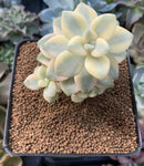 Graptoveria 'Titubans' Variegated 2” Succulent Plant