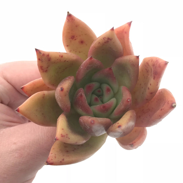 Echeveria Agavoides ‘Mary’ 3” Rare Succulent Plant