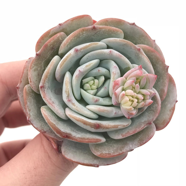 Echeveria Mont Blanc 3” Rare Succulent Plant