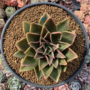 Echeveria Agavoides 'Rubella' 6"-7" Hard To Find Very Large Succulent Plant