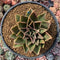 Echeveria Agavoides 'Rubella' 6"-7" Hard To Find Very Large Succulent Plant