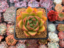 Echeveria Agavoides 'Ebony' Hybrid 2"-3" Succulent Plant