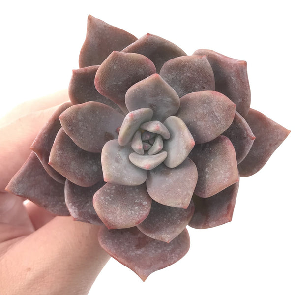 Echeveria 'Missing You' 3" Powdery Succulent Plant