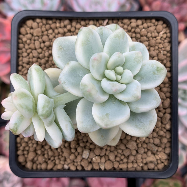 Sedum 'Clavatum' Variegated 2"-3" Succulent Plant