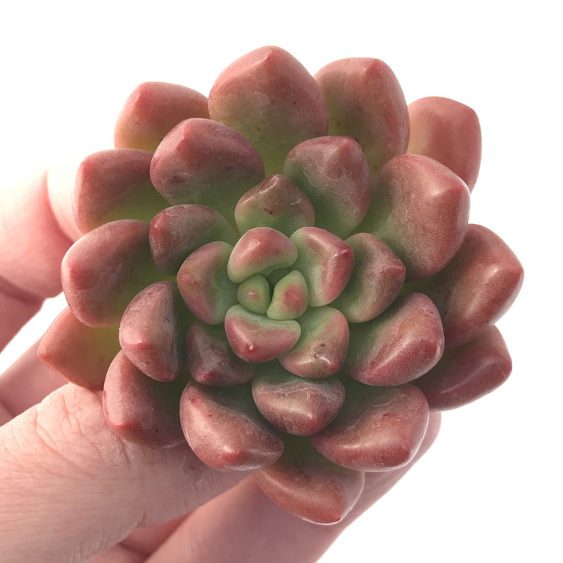 Pachyveria cv 'Paradoxa' 2" Rare Succulent Plant