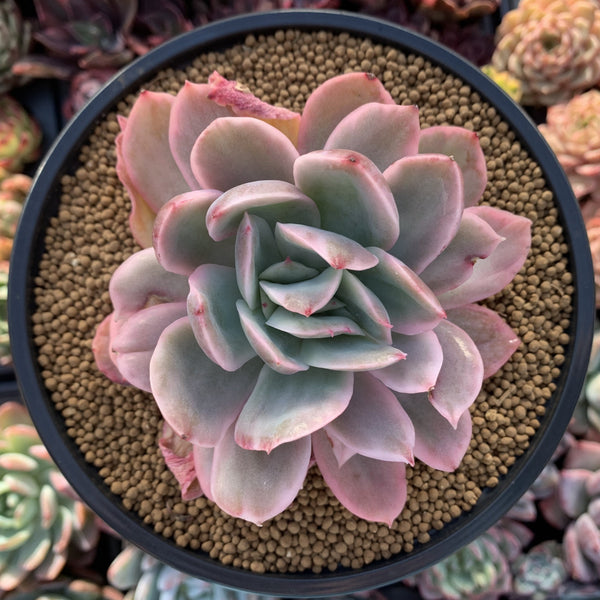 Echeveria 'Luella' Variegated 4"-5" Succulent Plant