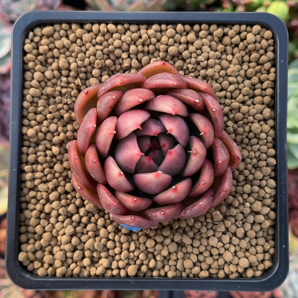 Echeveria Agavoides 'Cagliari' 1" Succulent Plant