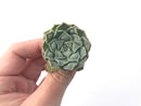 Echeveria 'Hearts Choice' 1" Small Succulent Plant