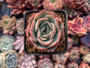 Echeveria 'Montfleuri 1"-2" New Hybrid Powdery Succulent Plant