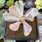 Pachyveria 'Pampoteus' Variegated 2" Succulent Plant