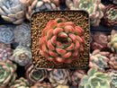 Echeveria Agavoides 'Pokeball' 1"-2" New Hybrid Succulent Plant