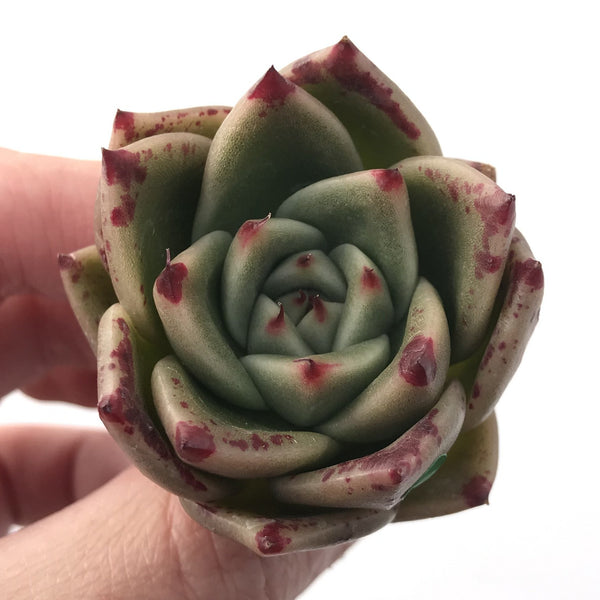 Echeveria Agavoides 'Kobane' 1" New Hybrid Succulent Plant