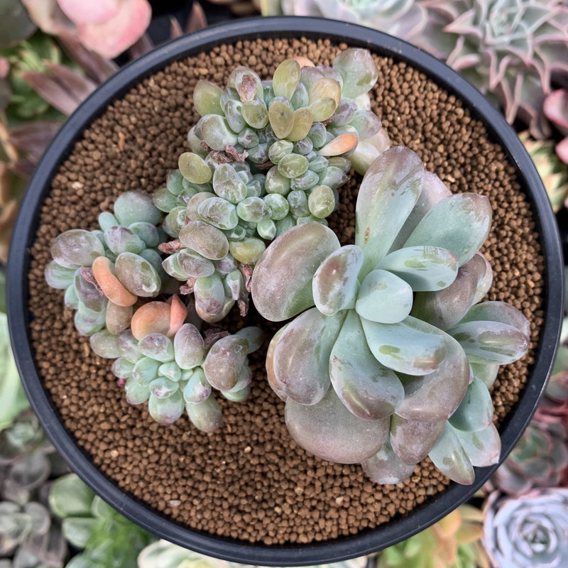 Graptoveria 'Opalina' Crested 4" Succulent Plant