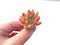 Echeveria Agavoides 'Pink Top' 2" New Hybrid Succulent Plant