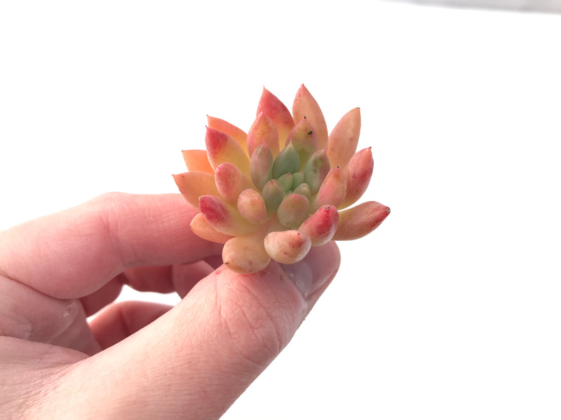 Echeveria Agavoides 'Pink Top' 2" New Hybrid Succulent Plant