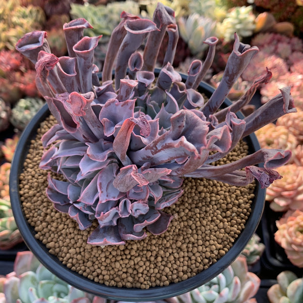 Echeveria 'Trumpet Pinky' 5" Large Succulent Plant