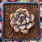 Graptoveria 'Amethorum' 1" Succulent Plant