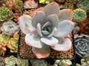 Echeveria 'White Lotus' 3" Powdery Succulent Plant