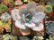 Echeveria 'White Lotus' 3" Powdery Succulent Plant