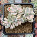 Graptoveria 'Titubans' Variegated 3" Cluster Succulent Plant