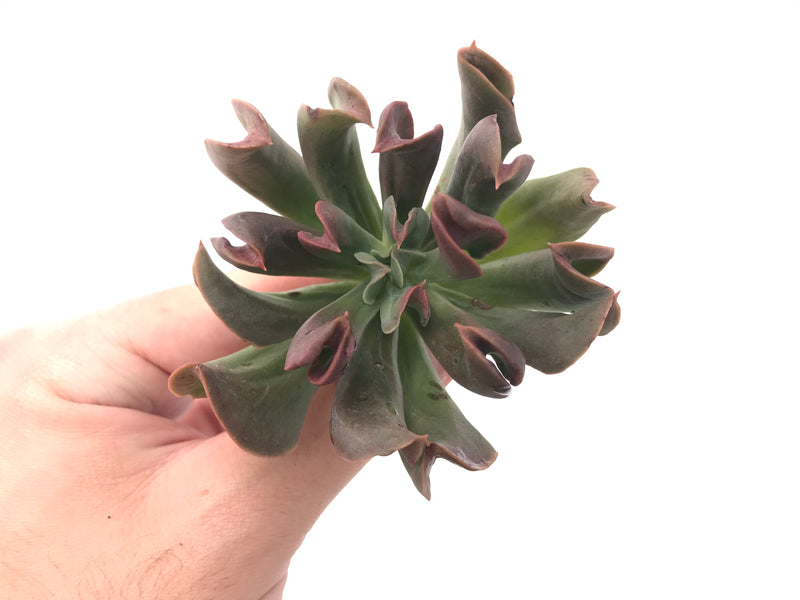 Echeveria 'Black Hawk' 3" Succulent Plant