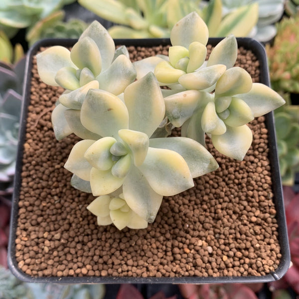 Graptoveria 'Titubans' Variegated 3" Cluster Succulent Plant