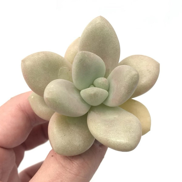 Graptoveria 'White Americano' 2"-3" Succulent Plant