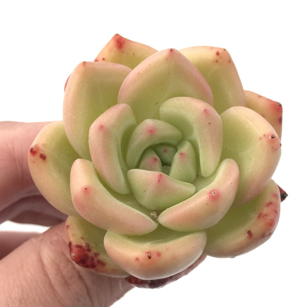 Echeveria 'White Champagne' 1"-2" Rare Succulent PlantCluster 3" Rare Succulent Plant