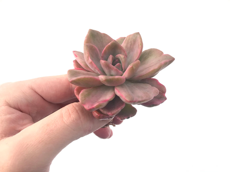 Graptoveria 'Mrs Richards' Variegated 3" Succulent Plant