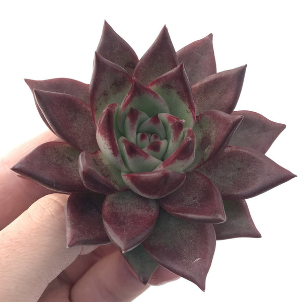 Echeveria Agavoides 'Luming' 3" Succulent Plant