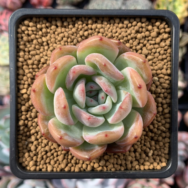 Echeveria 'Star Mark' 2" Powdery Succulent Plant