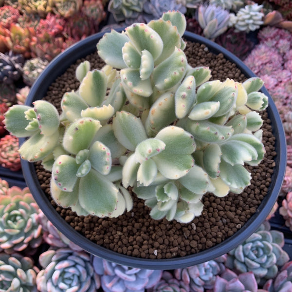 Cotyledon Tomentosa ‘Bear Paw’ Variegated 6" Cluster Succulent Plant