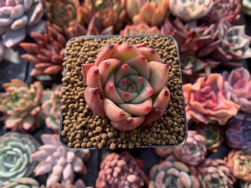 Echeveria Agavoides 'Honey Pink' 2" Succulent Plant