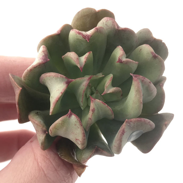 Echeveria 'Black Hawk' 2"-3" Succulent Plant