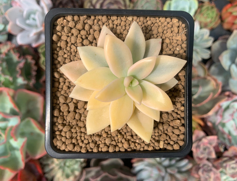 Graptopetalum 'Paraguayensis Awayuki' Highly Variegated 2" Succulent Plant