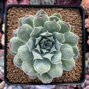 Echeveria 'Hearts Choice' 3" Succulent Plant